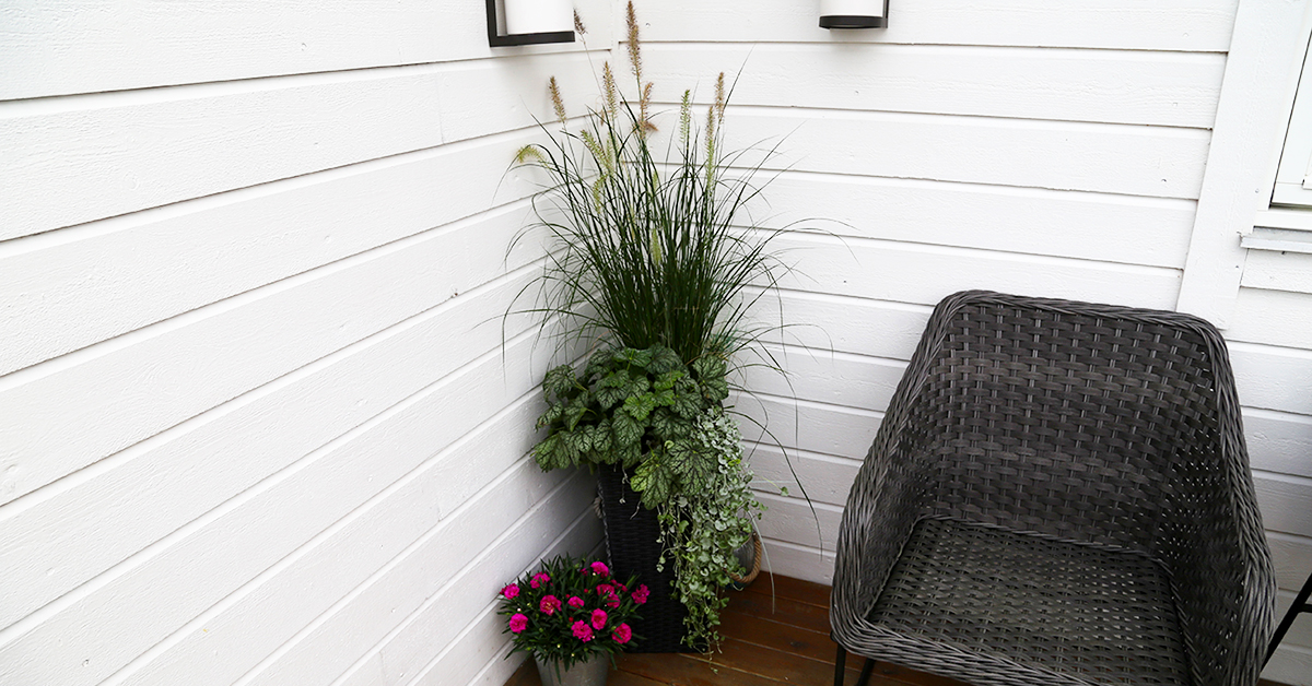 pennisetum_hjørne.jpg