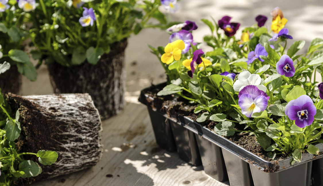 Plante stemorsblomster.jpg