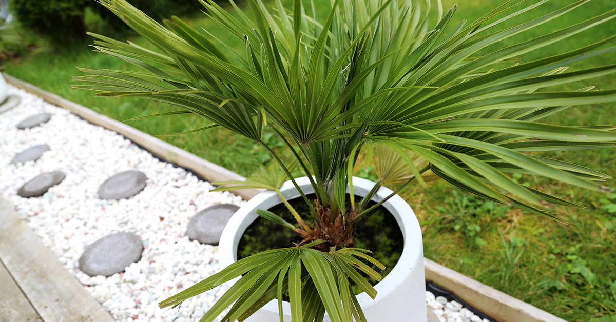 Palme.jpg